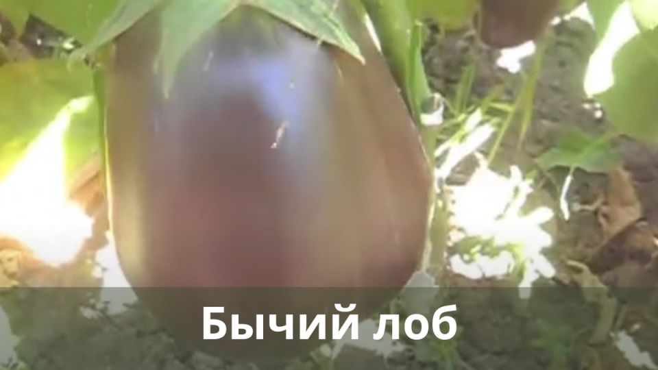  :   