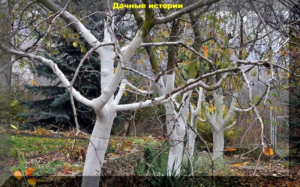 Почему побелка деревьев – важный шаг в уходе за садом