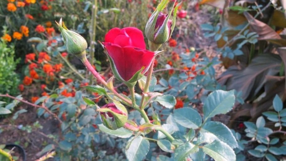 Советы садоводов: как приготовить домашний фунгицид и подготовить розы к зиме