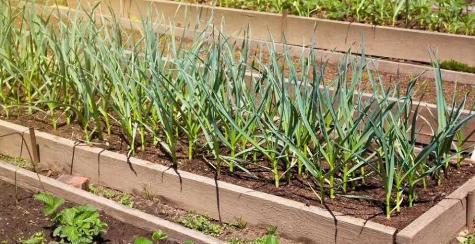 после лука и чеснока: идеальные культуры для осенней посадки