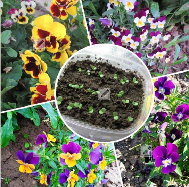 Как раскритиковать время для посева семян виолы: советы и рекомендации