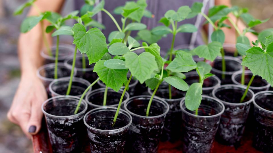 Элементарный способ посадки огурцов: всходы появятся уже на второй день