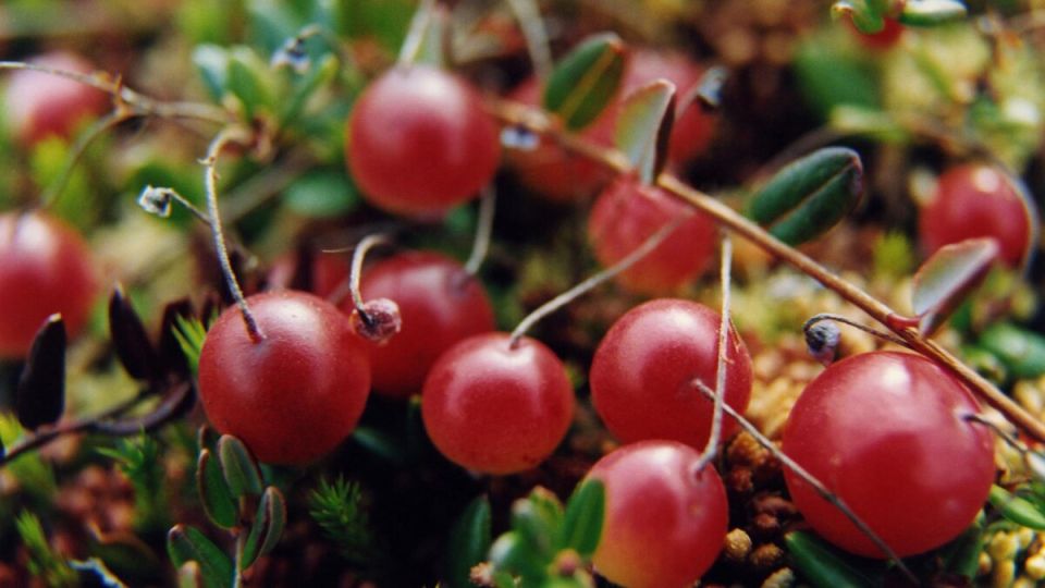 Осенние ягоды, которые укрепят здоровье: что выбрать в этом сезоне