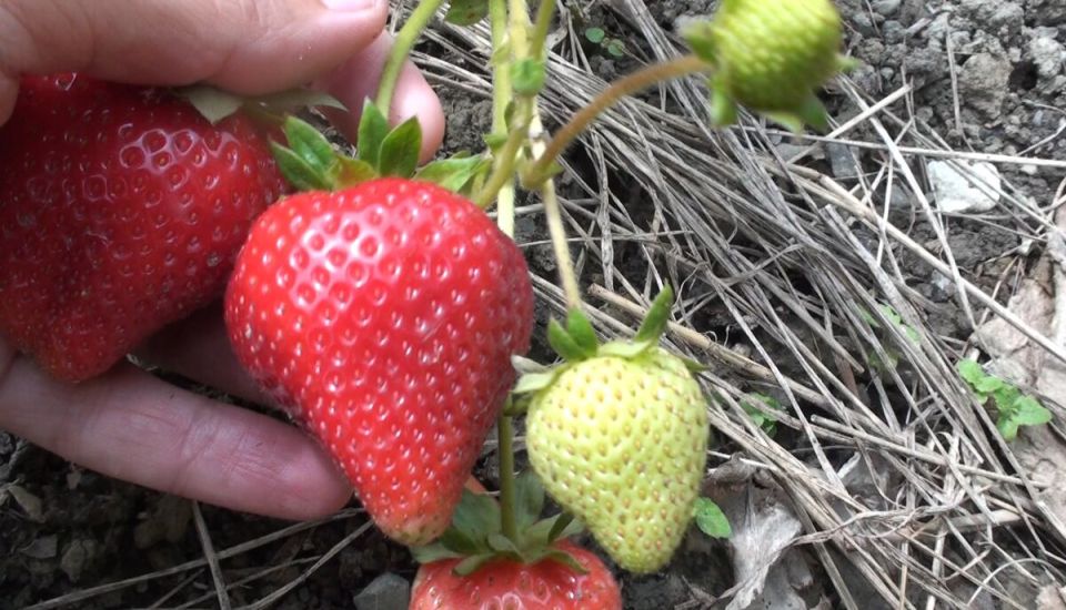 Июль и август: идеальное время для размножения клубники