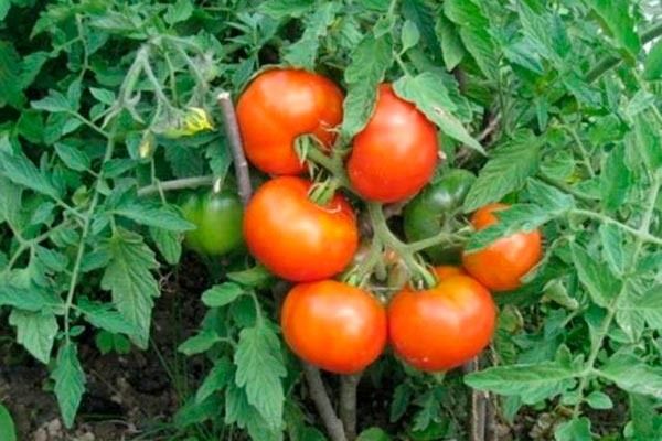 Сибирский скороспелый: Томаты, которые меняют правила игры в огородничестве