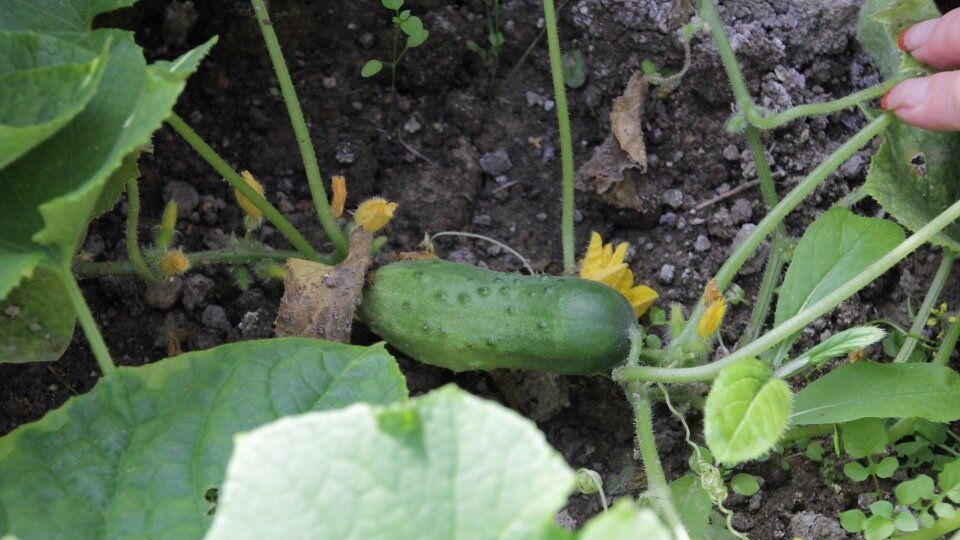 Огурцы для теплиц: как выбрать идеальный сорт в 2025 году