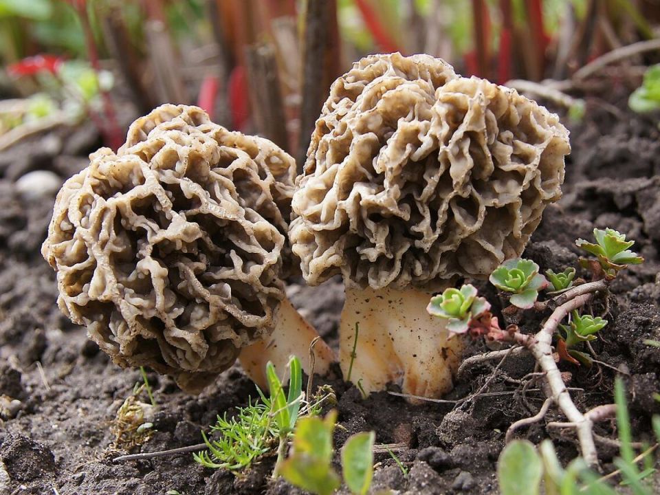 Тайны сморчков: три вида грибов, которые должен знать каждый любитель природы