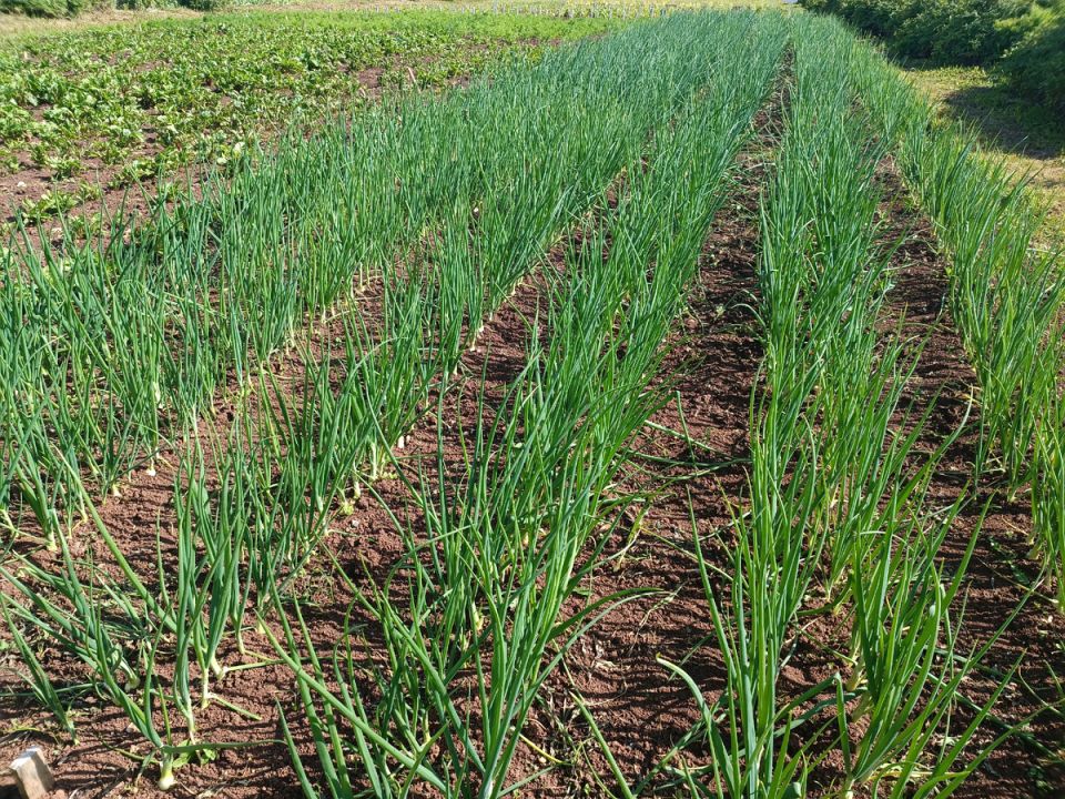 Лук без ножниц: почему срезание пера губит урожай?