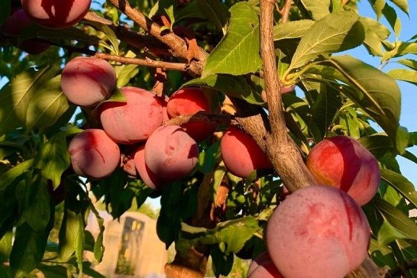 Экзотическая слива Шарафуга Вельвет Санрайз: новые горизонты для садоводов