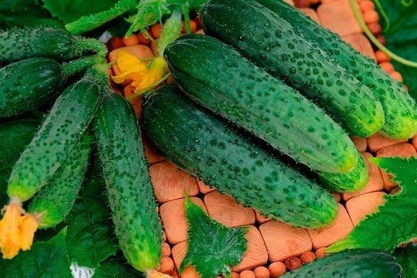 Огурец Даша: секреты успеха в выращивании и особенности гибрида