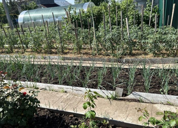 Как вырастить урожай своей мечты: советы для огородников в июле