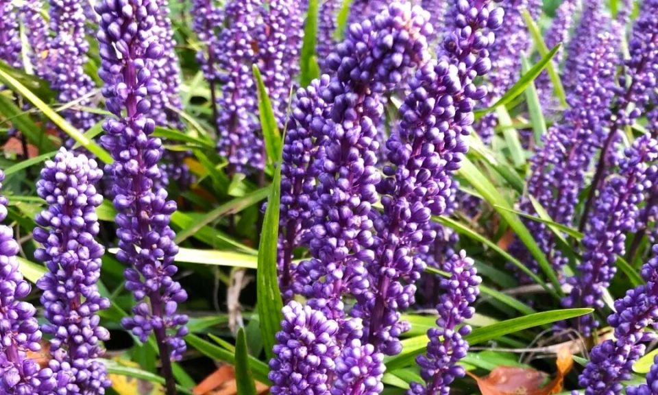 Лириопе: редкий многолетник для тенистых уголков вашего сада