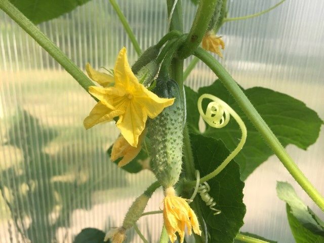 Приемы подкормки огурцов борным раствором