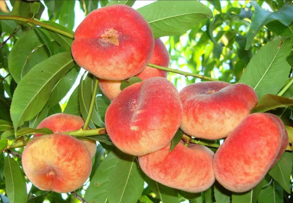 Инжирный персик: тайны необычного фрукта