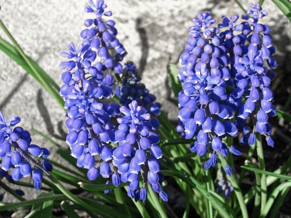 Как избежать ошибок в уходе за гиацинтами: советы для садоводов