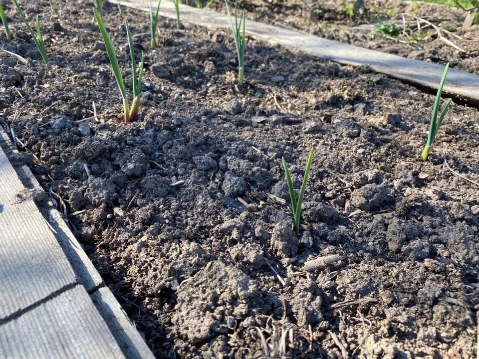 Что делать, если осенний чеснок начал прорастать: советы для садоводов