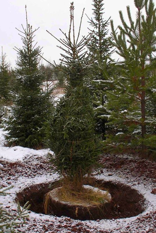 Зимняя посадка хвойных: секреты успешного оживления вашего сада