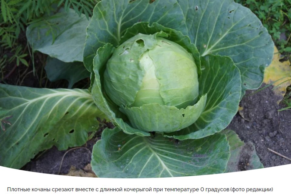 Секреты сбора и хранения капусты: как сохранить урожай до лета