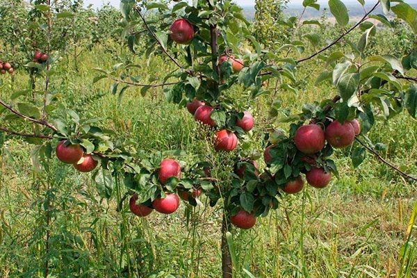 Яблоко Антей: Чем этот сорт покоряет садоводов и гурманов?