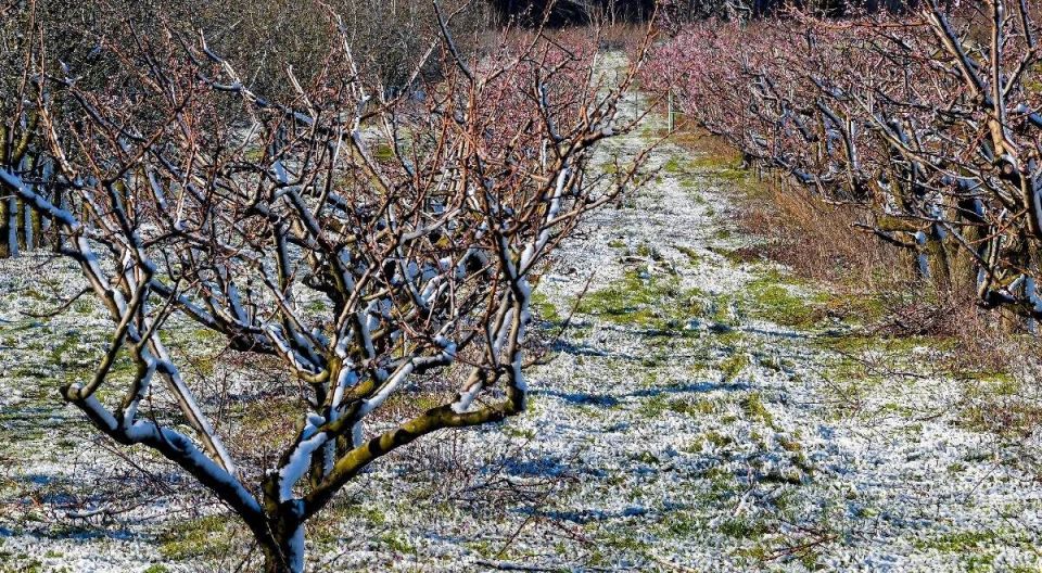Климатические капризы: заморозки уничтожили почти половину урожая южных фруктов в России