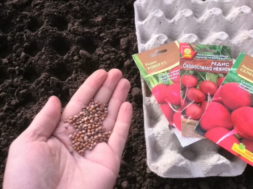 Посадка редиса под зиму: залог раннего весеннего урожая