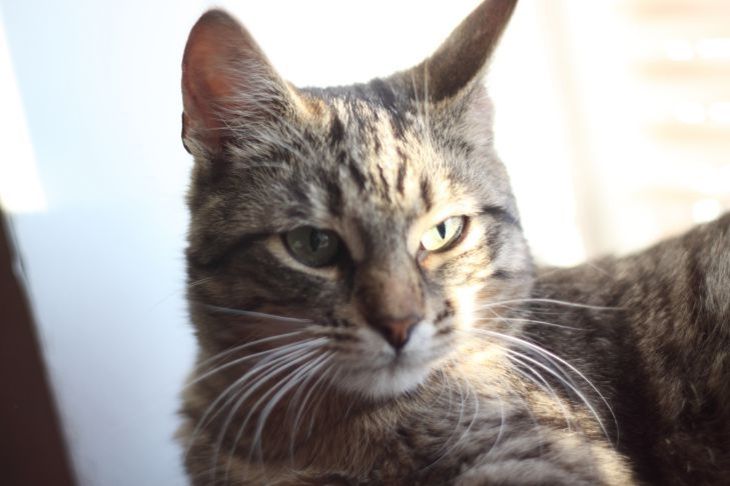 Если кот сходил в туалет «не туда»: полностью избавляемся от запах этим составом