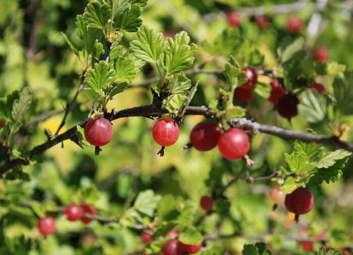 Как защитить крыжовник от главных врагов: советы и рекомендации