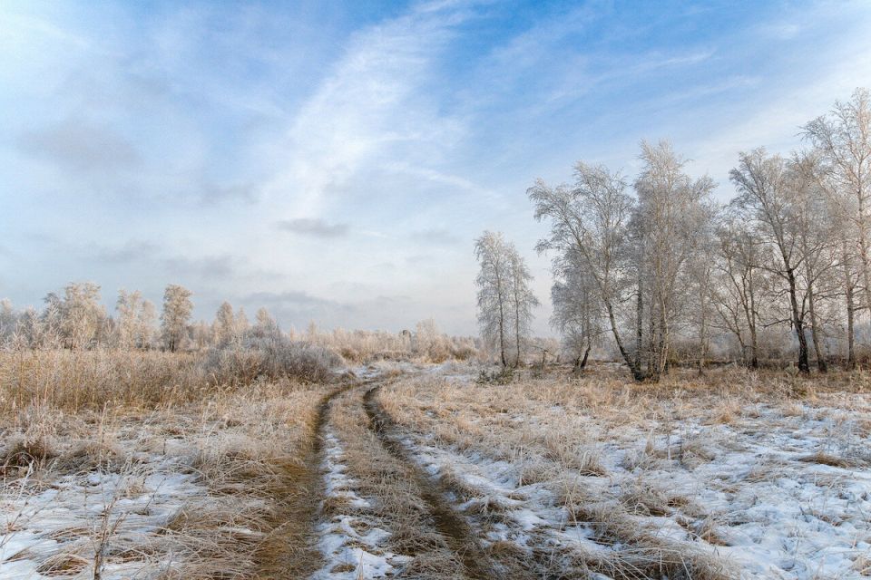 Как защитить растения от морозов в бесснежную зиму: советы экспертов