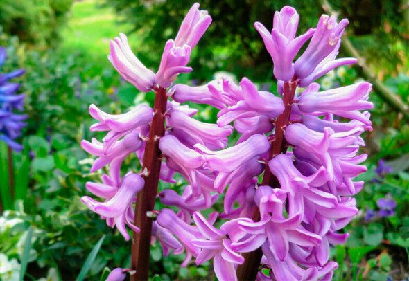 Гиацинты в горшках: как вызвать к жизни их цветение и пересадить в открытый грунт