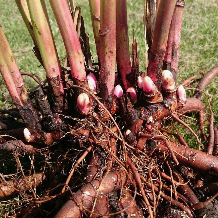 Как сохранить корневище пиона до посадки