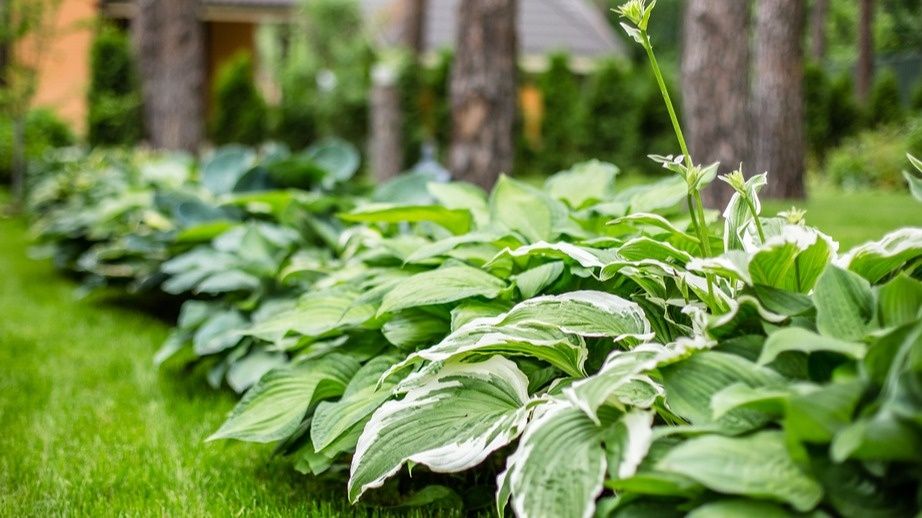 Как защитить хосты от зимних холодов: эффективный план подготовки