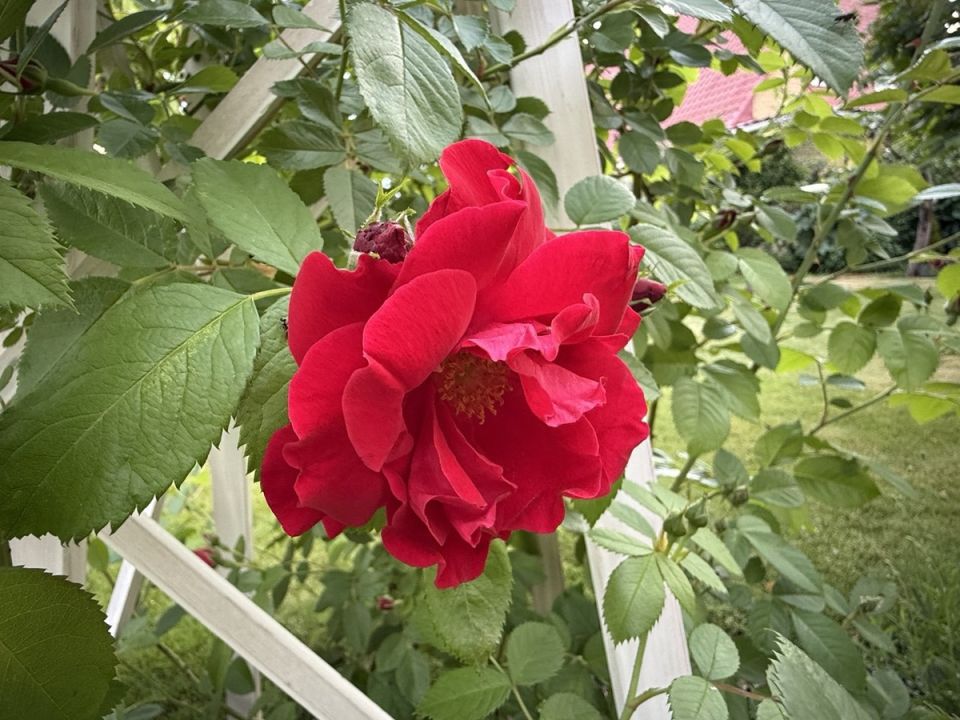 Плетистая роза «Симпатия»: настоящее украшение для вашего сада