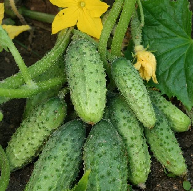 Шесть удивительных гибридов огурцов, которые покорили дачников