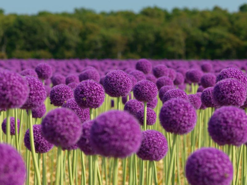 Аллиум: как сделать ваш сад ярче