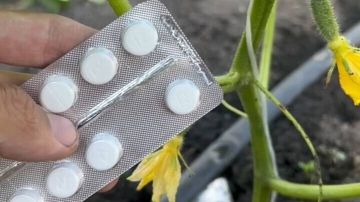 Аспаркам: секретный эликсир для цветущих комнатных растений