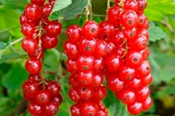 Смородина Голландская красная: секреты успешного и щедрого урожая