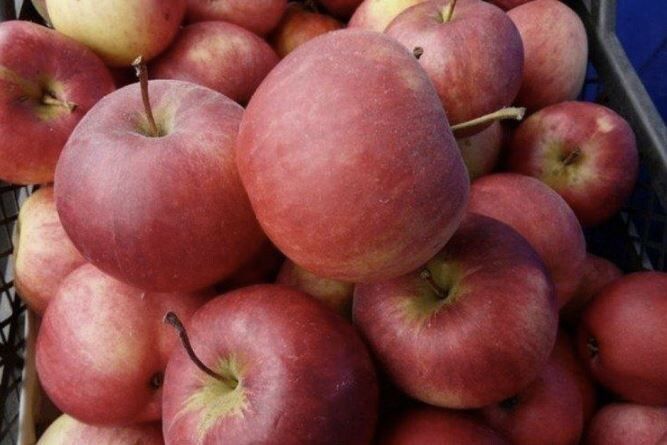 Как выбрать идеальные зимние сорта яблок для долгосрочного хранения