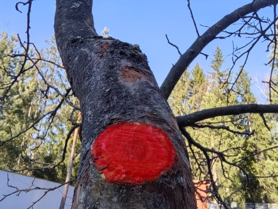 Весенние секреты защиты садов: порядок обработки для максимальной эффективности