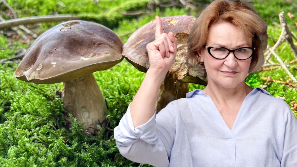 Как не опростоволоситься в лесу: собираем грибы правильно