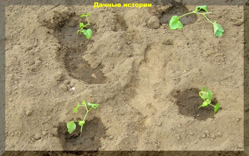 Как улучшить песчаные почвы: секреты успешного выращивания рассады