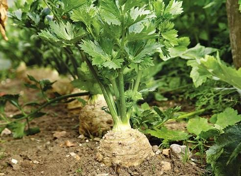 Секреты успешного выращивания корневого сельдерея