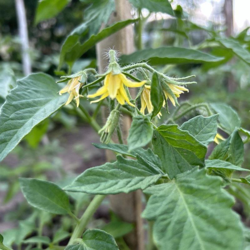 Как дрожжи могут стать секретом богатого урожая томатов