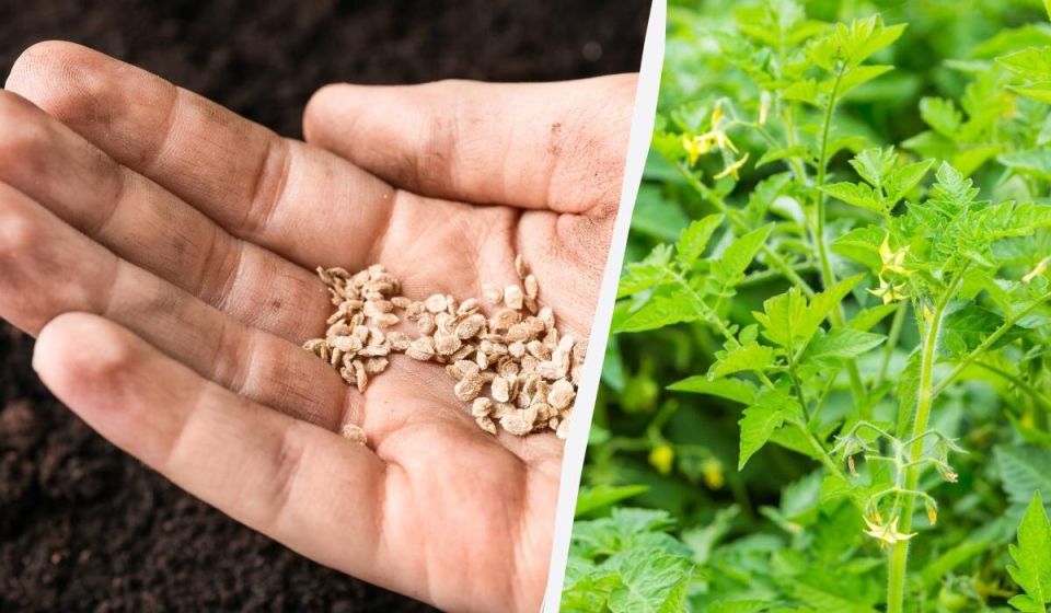 Методы ускоренного прорастания семян