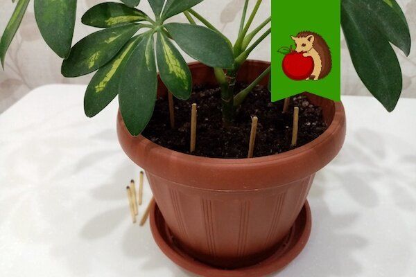 Некоторые привычки цветоводов: когда забота становится бесполезной