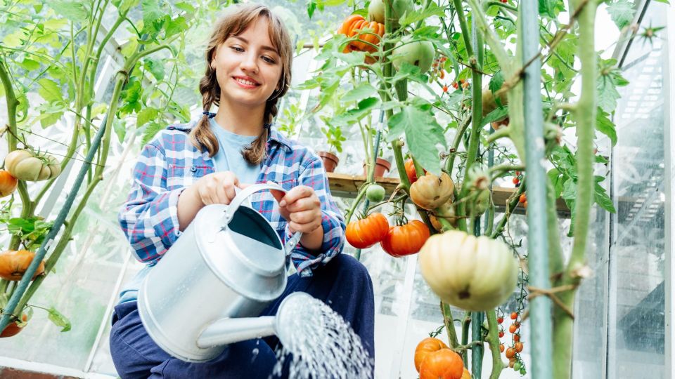 Не поливайте помидоры в это время суток: от трещин тогда уже ничего не спасет