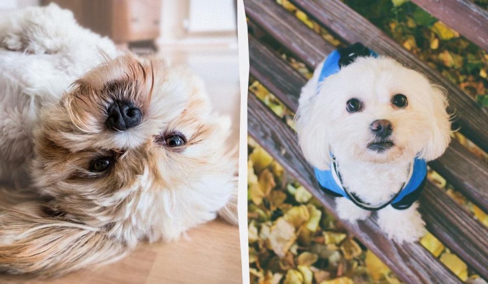 Секреты долголетия: какие породы собак могут похвастаться наиболее продолжительной жизнью?