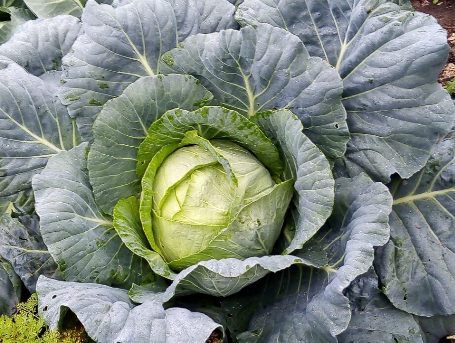 Капустные секреты: как вырастить идеальный урожай белокочанной капусты