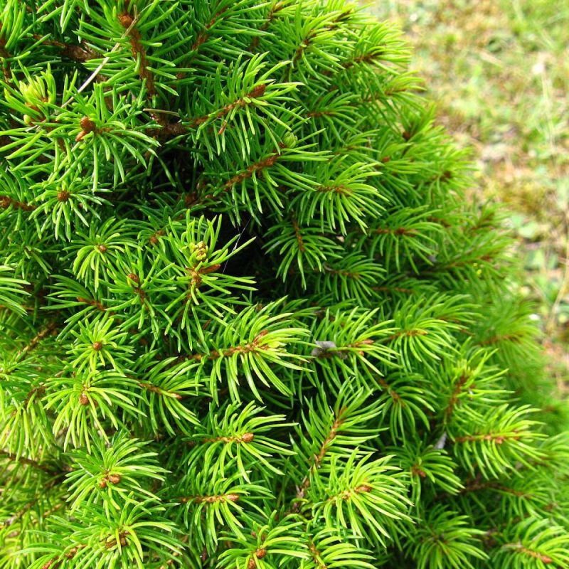 Секреты успешного ухода за хвойными растениями