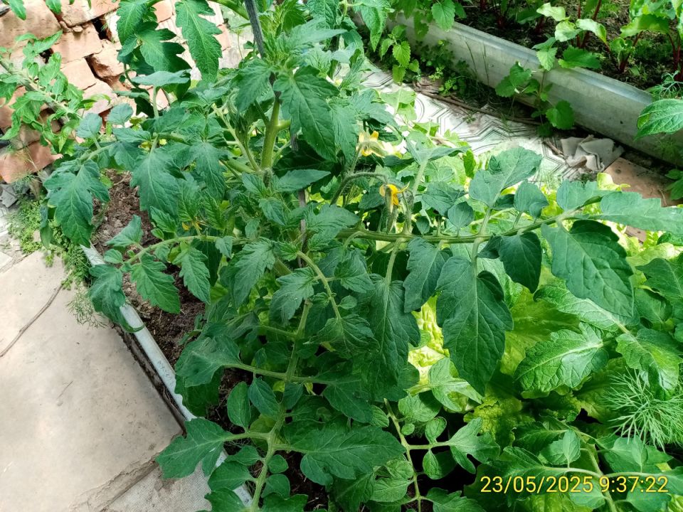 Весенний сад: волнение природы и забота садоводов