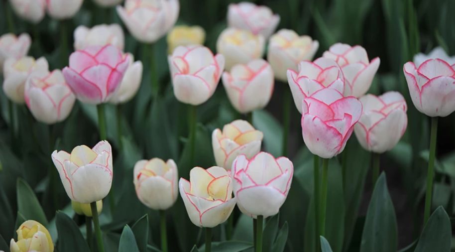 Как правильно сажать тюльпаны осенью